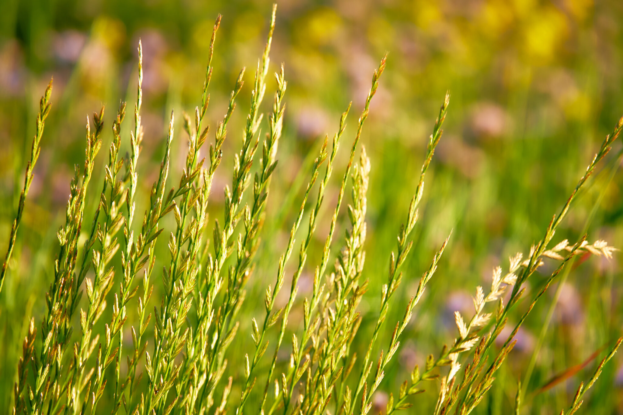 Gräserarten für den Rasen - Samenhaus Rasenblog